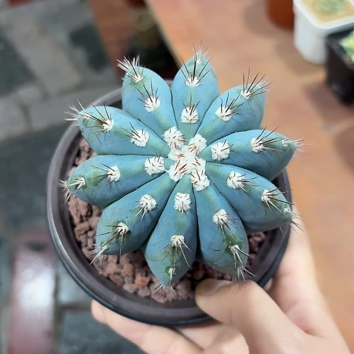 飞***f蓝云仙人球123456
