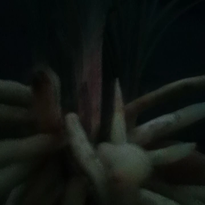 当前无花栽培后可以开花