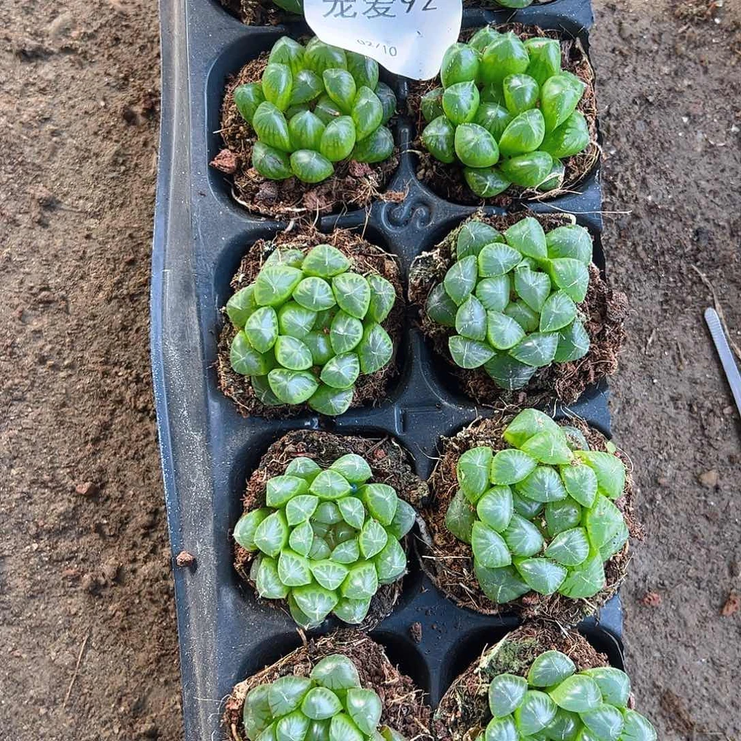 直播福利一物一拍92