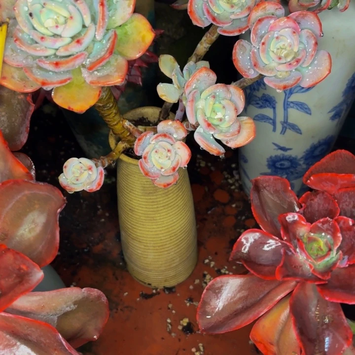 开***米老桩精品肉肉白月光