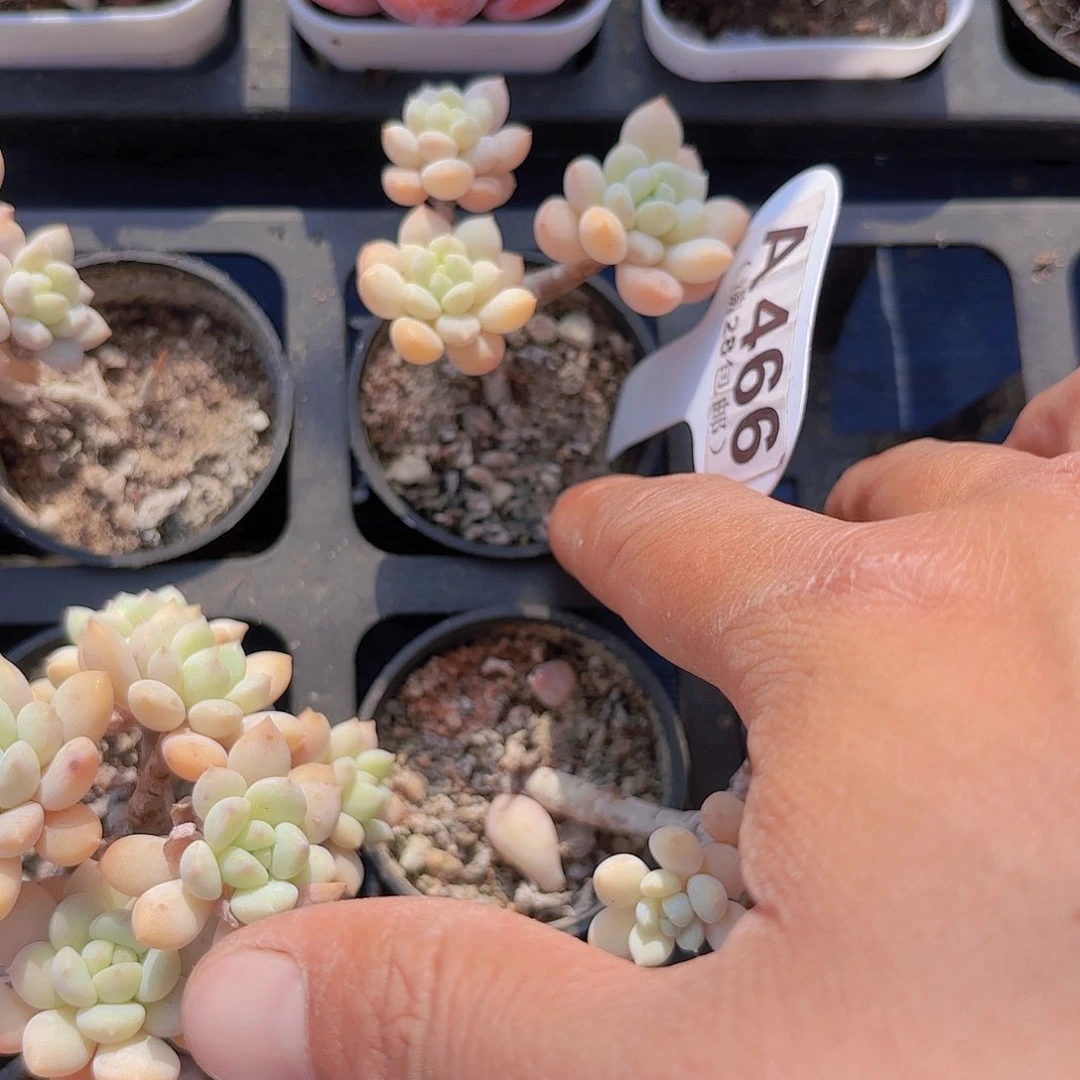 请****丽A466奶糖一物一拍