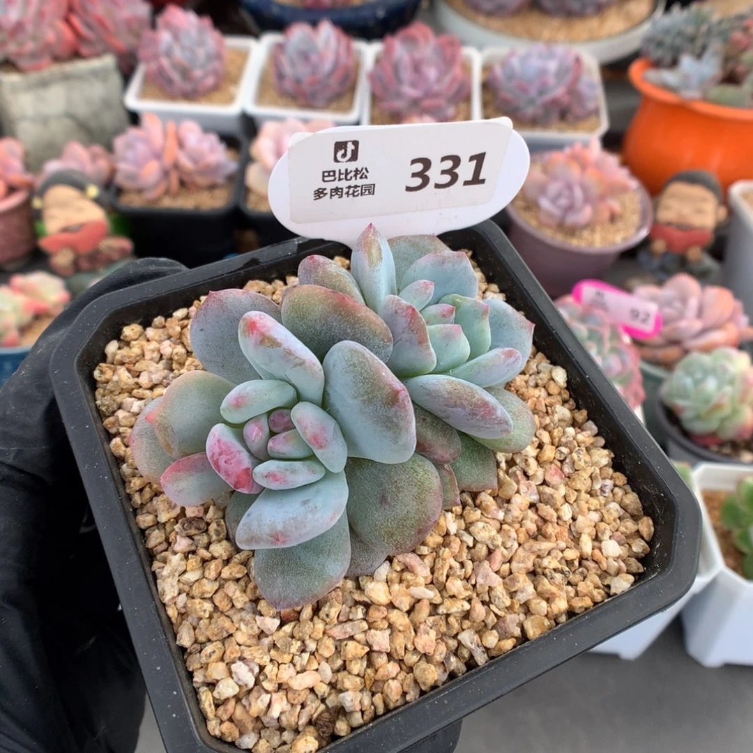 331 星影石化多肉
