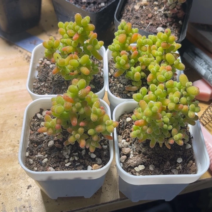 姿**园金桔优选枝干番杏