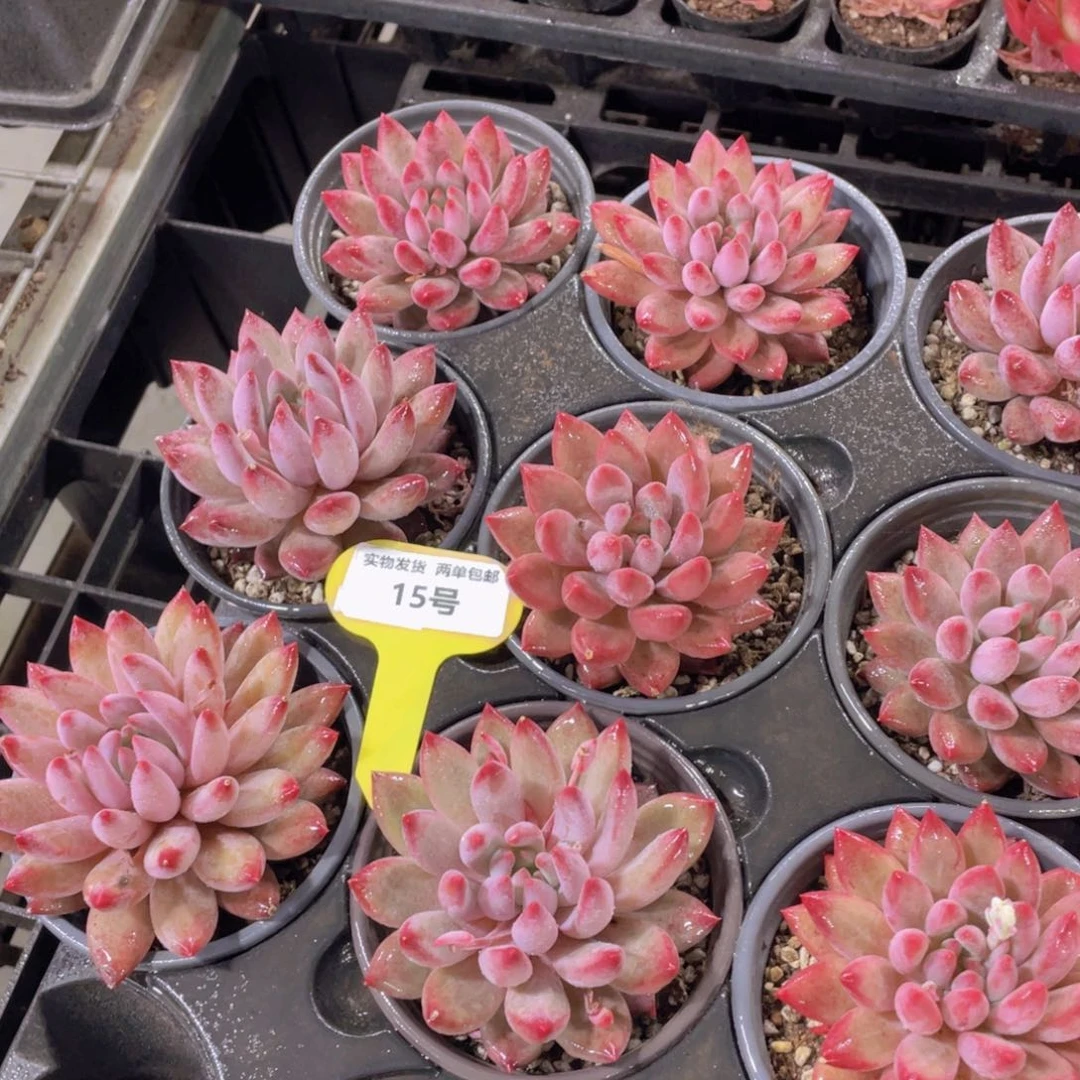 15号 全状态虞美人单头一个