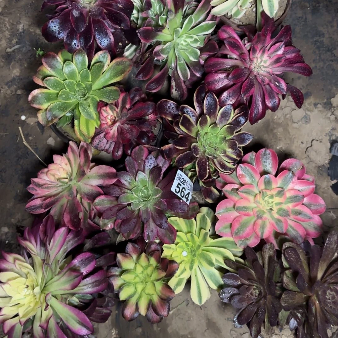 毕*莹14棵品种小苗564满28包邮断枝不包