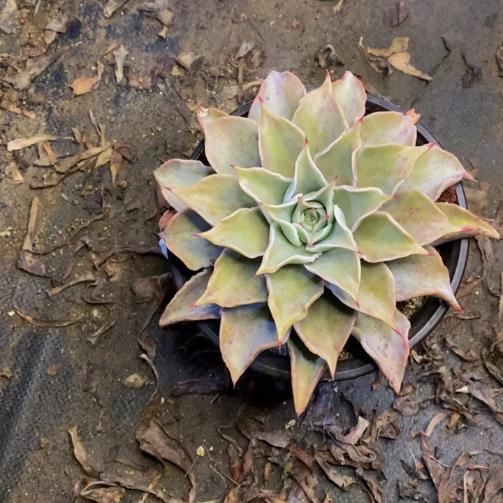 饺子皮多肉断头不包0308