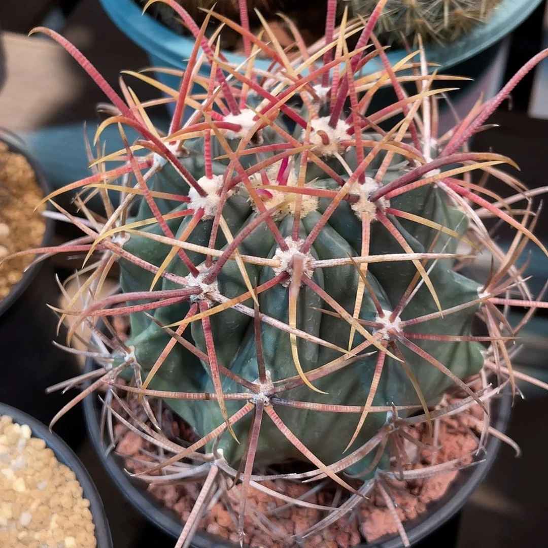 仙人球强刺球属赤刺金冠龙9厘米