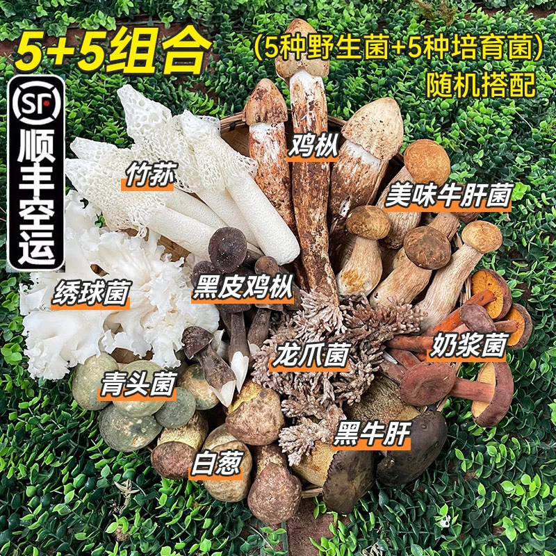 【十种菌菇组合】云南新鲜野生菌山珍种植组合菌爆炒煲汤顺丰空运