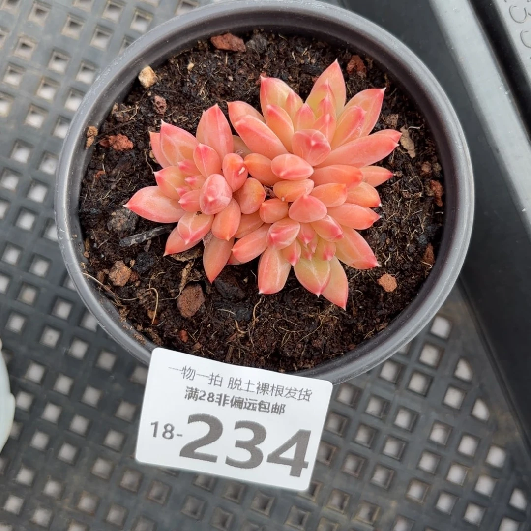 甲骨文多肉多肉多肉