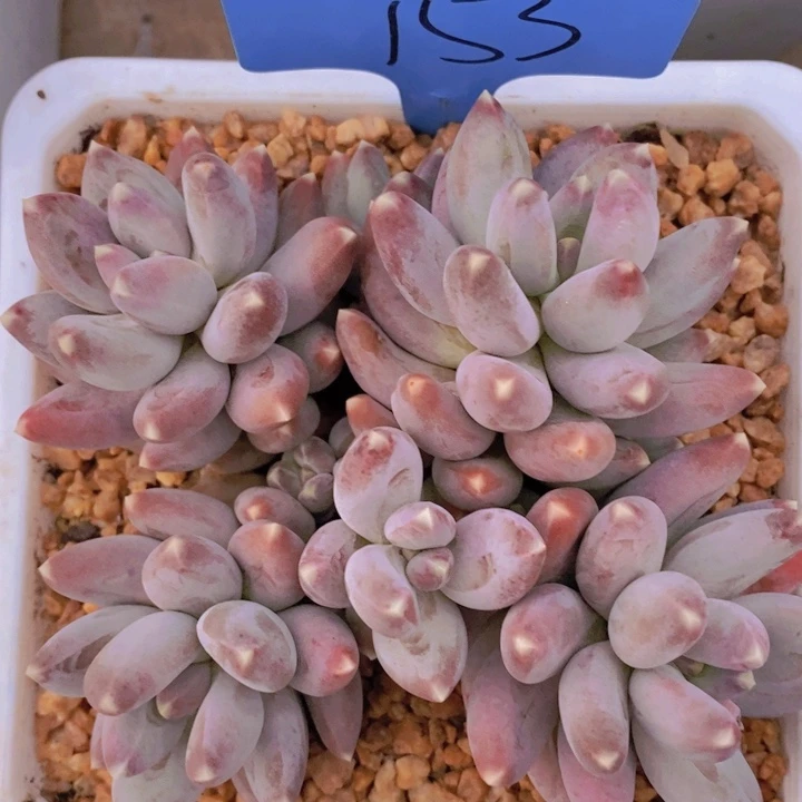 在家里面吃饭的吗