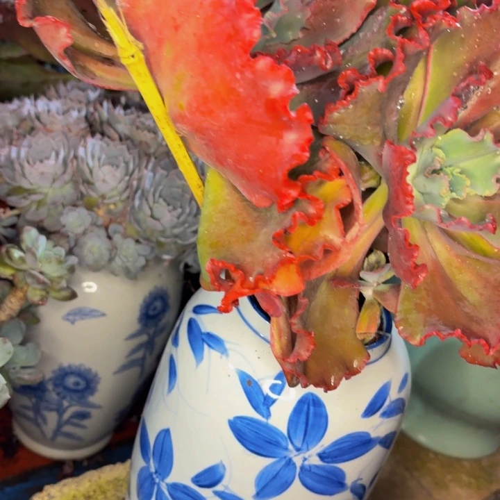 好***老桩精品肉肉法国皇后