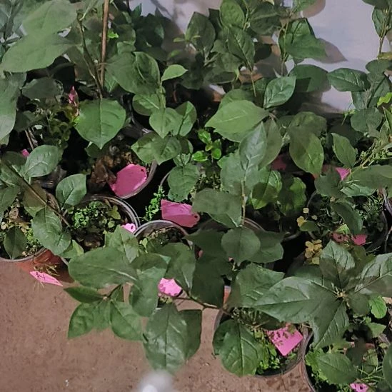 无花朵柿祐32.8嫁接