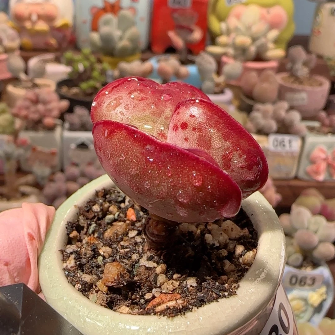 T爱心水泡盆口2.5cm