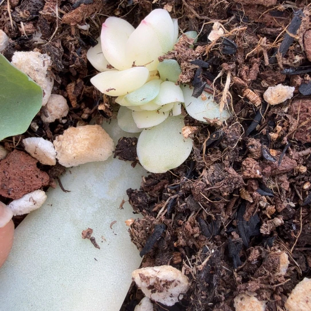 雨燕座锦多肉锦植物