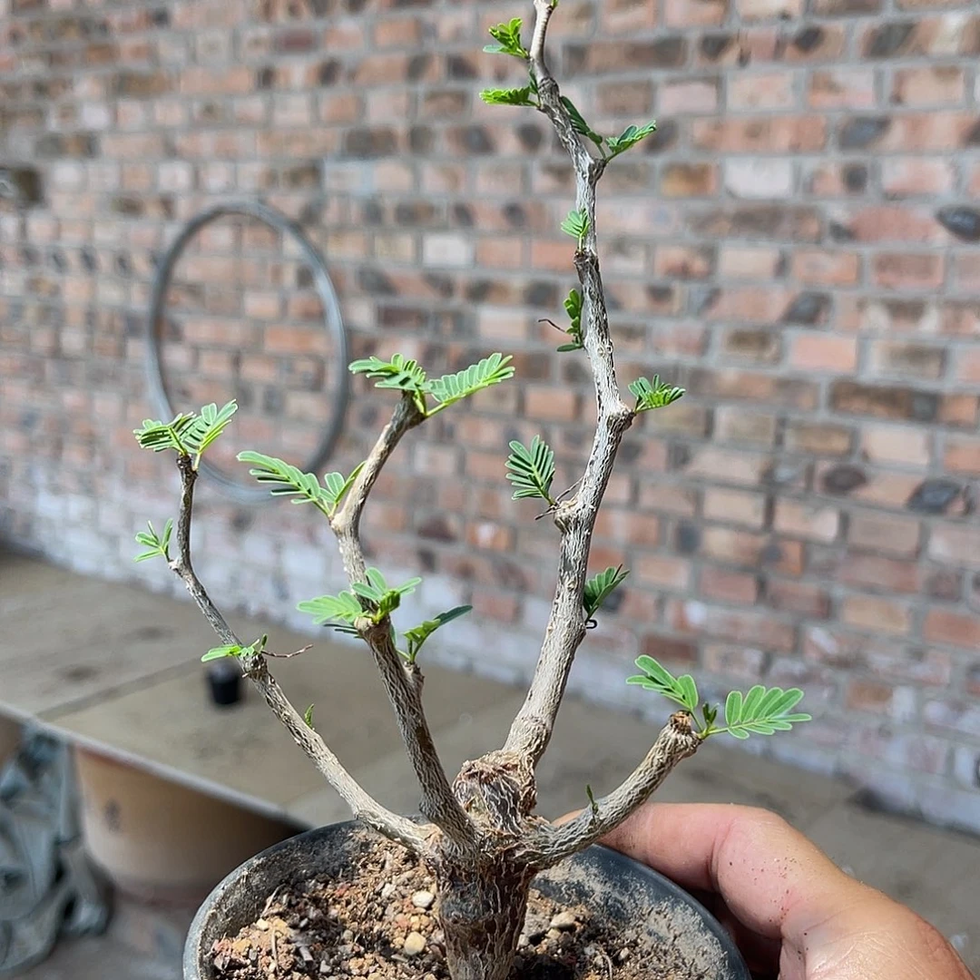 实生沙漠苏木一物一拍