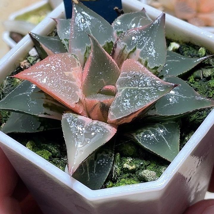 768糊趋势酒吞锦一物