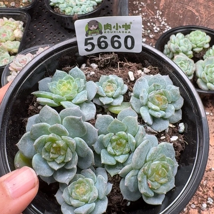 多肉植物多肉植物