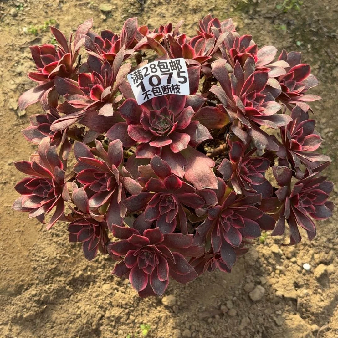 M. 1075浣纱多肉。aaeee