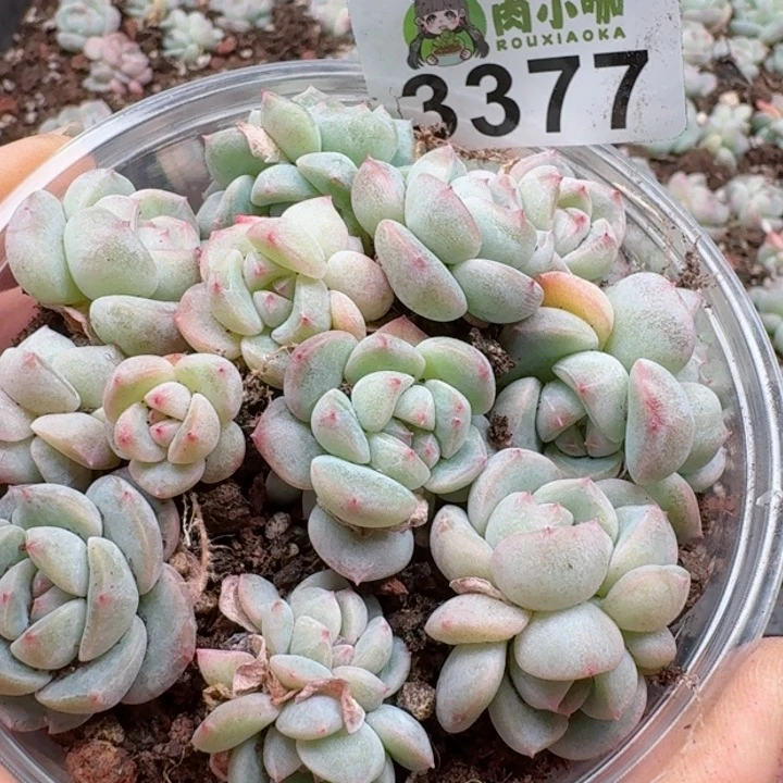 多肉植物多肉植物