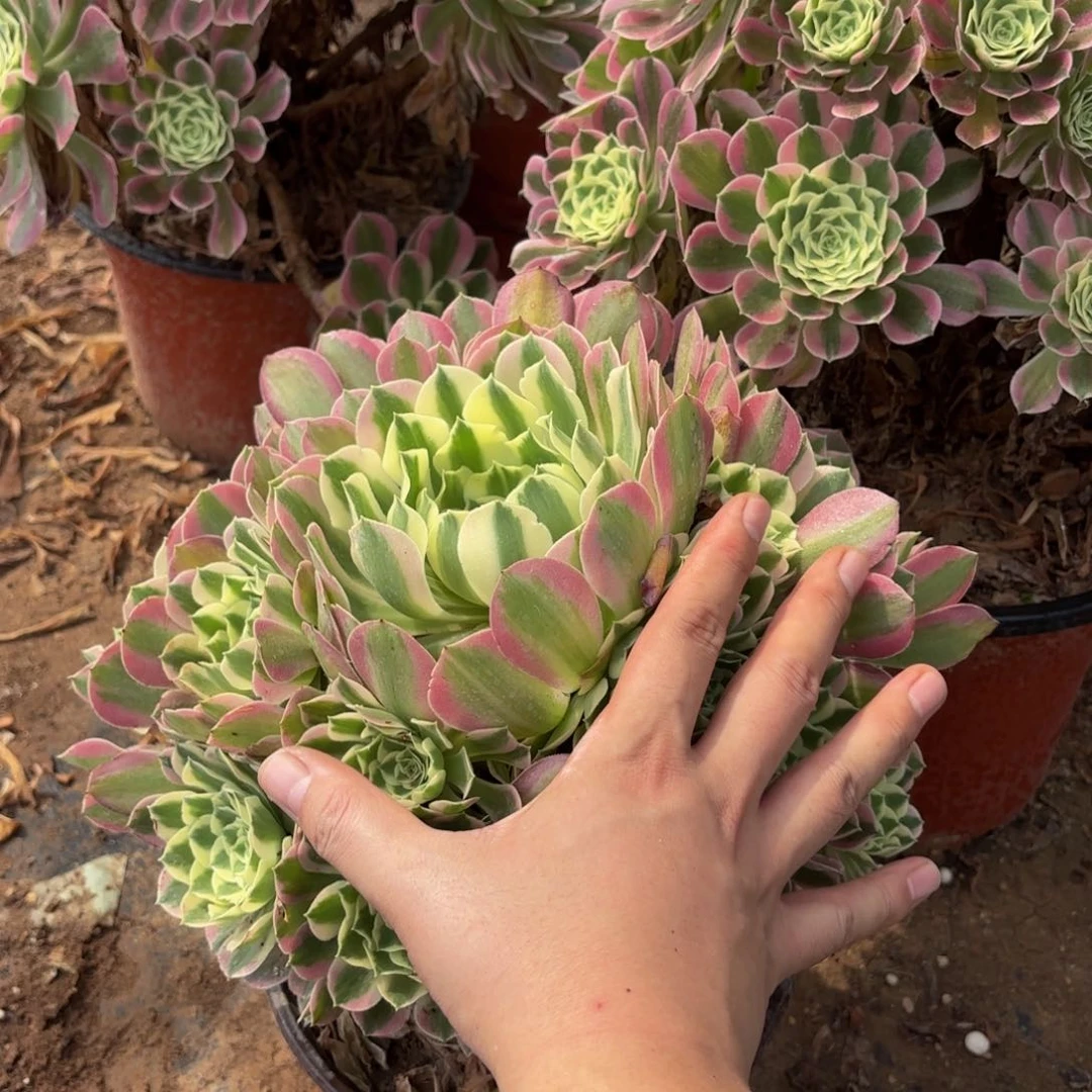 雨花石木质老桩12.8法师