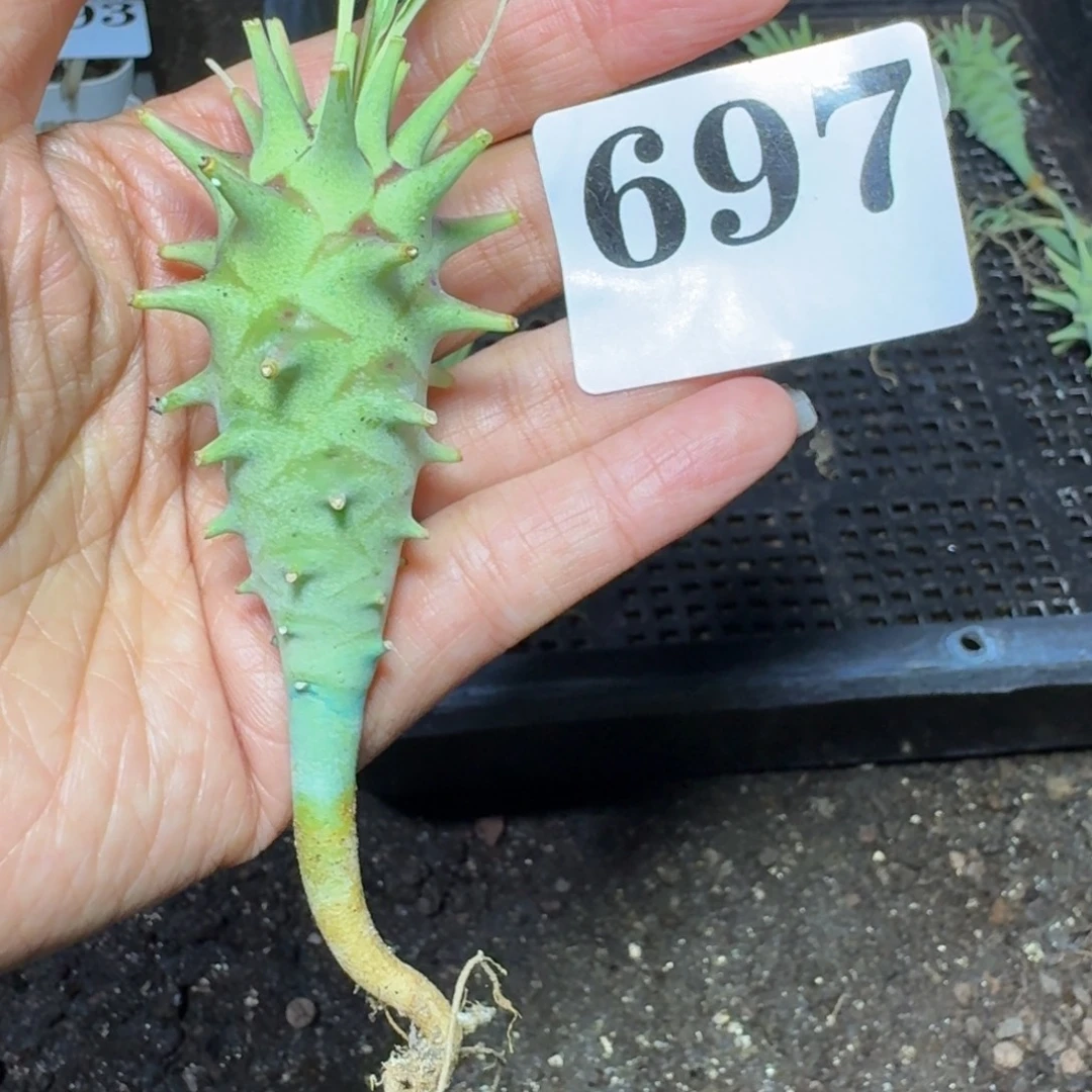 粒藻大戟一物一拍多肉植物