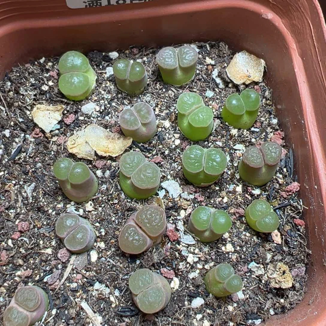 【闪购商品】 025。