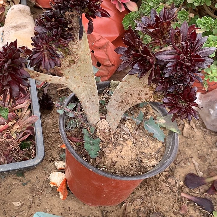 筠多肉植物黑坠有瑕65