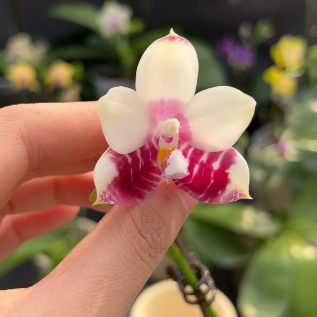 完全开放2.5寸咖啡盾交蓝孔雀开花株