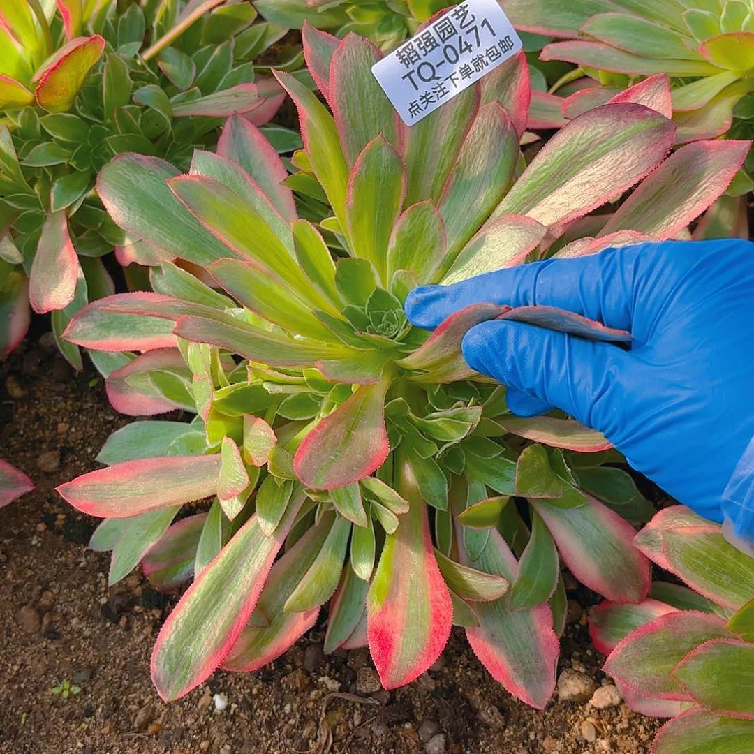 女妖多肉植物五号471