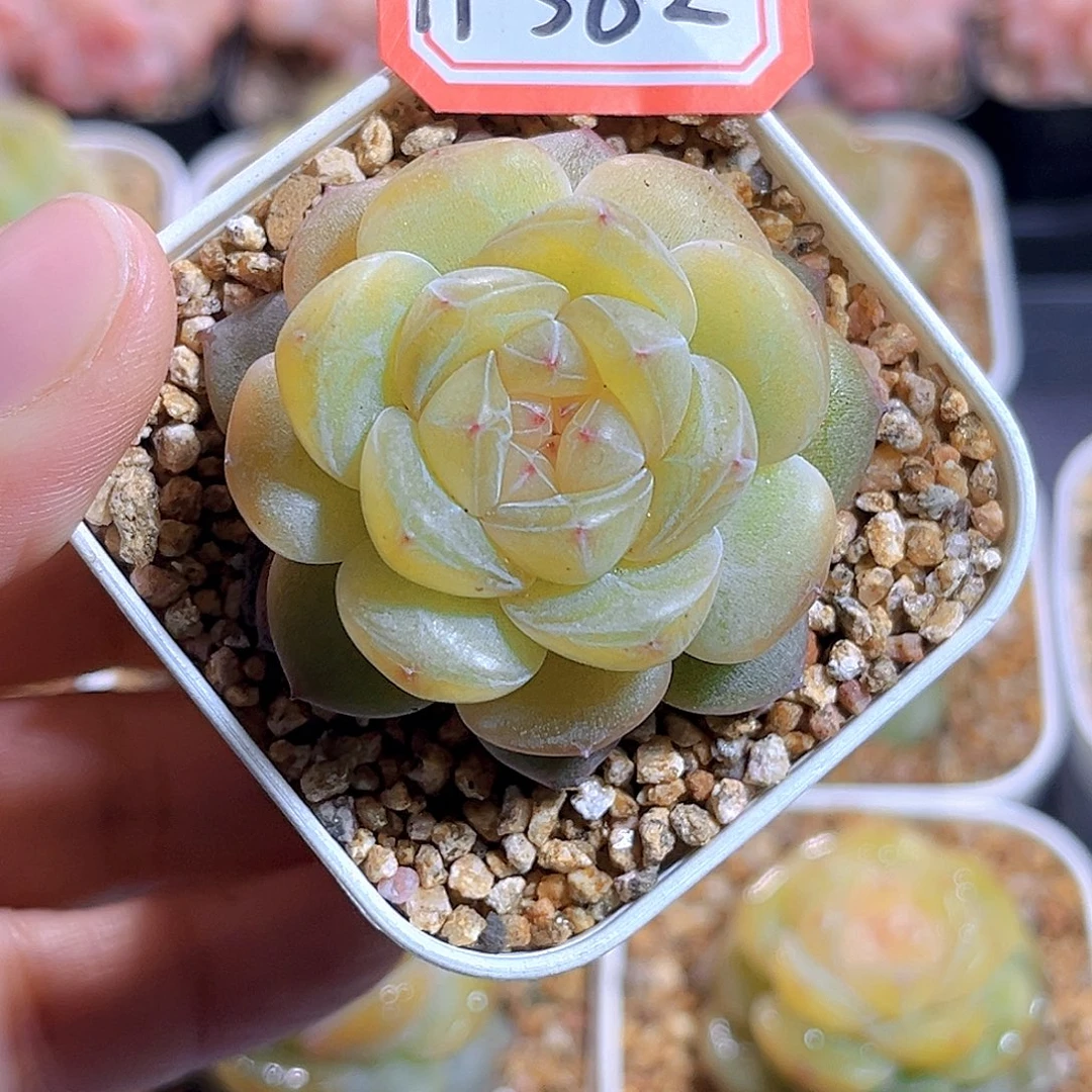 H582  拿铁奶沫满18包邮