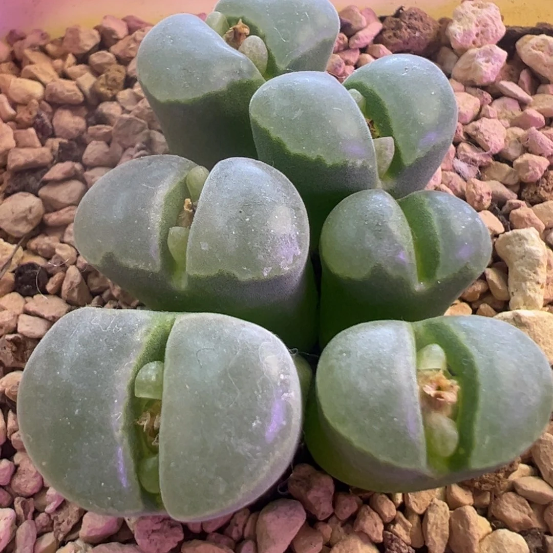 大窗极窗2151风铃的 肉锥植物