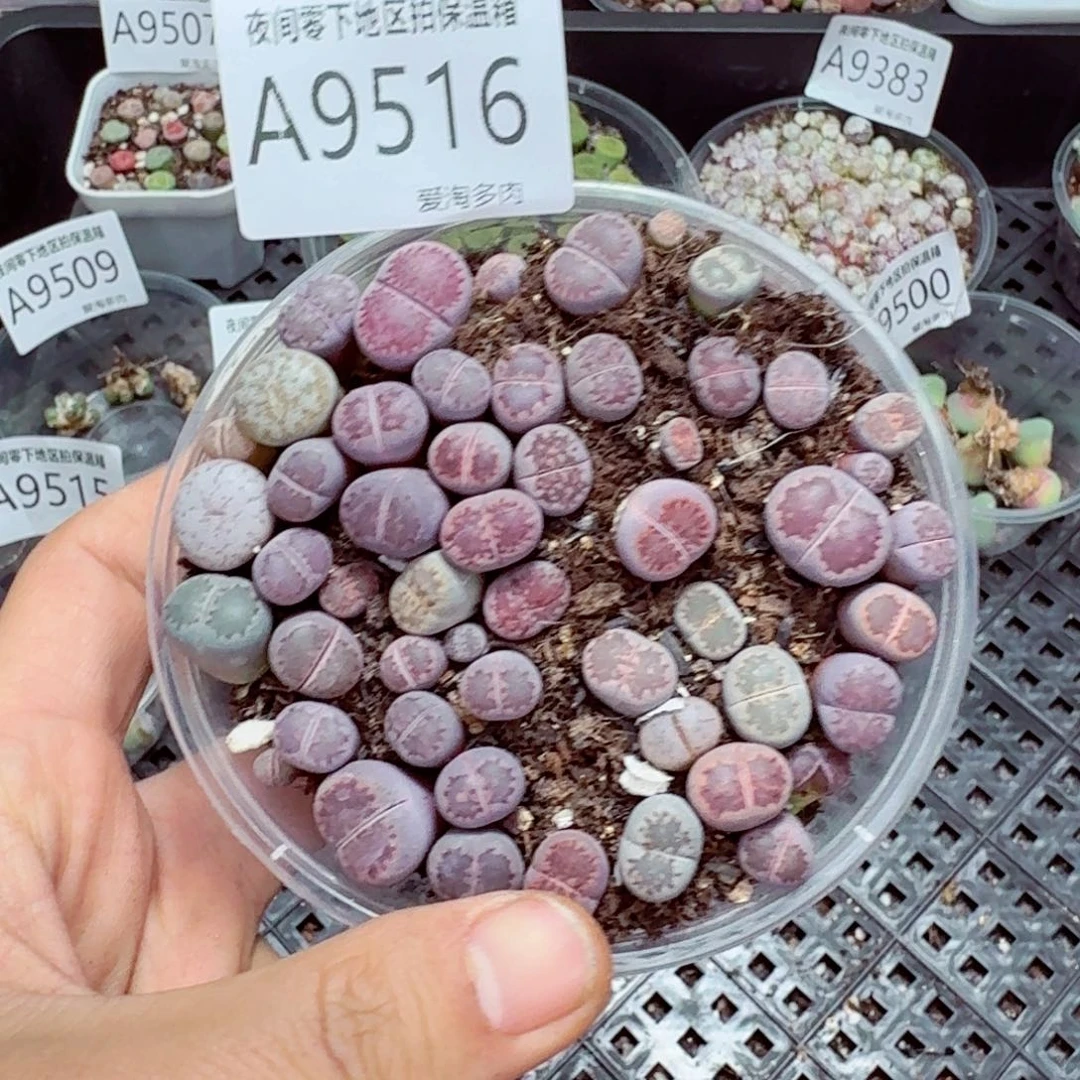 9516–—零下地区需拍保温箱