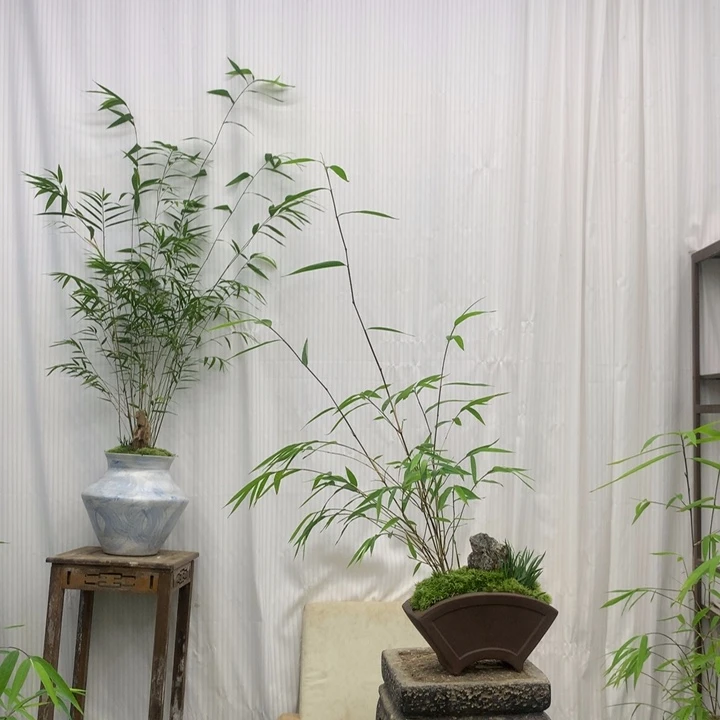 竹子竹子带盆内门竹