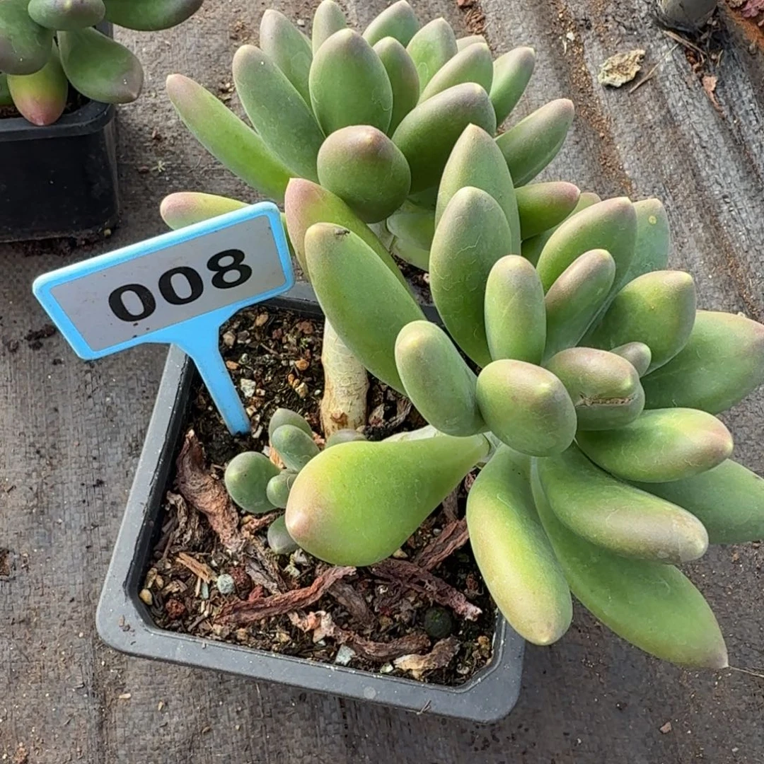 金蟾一物一拍008.