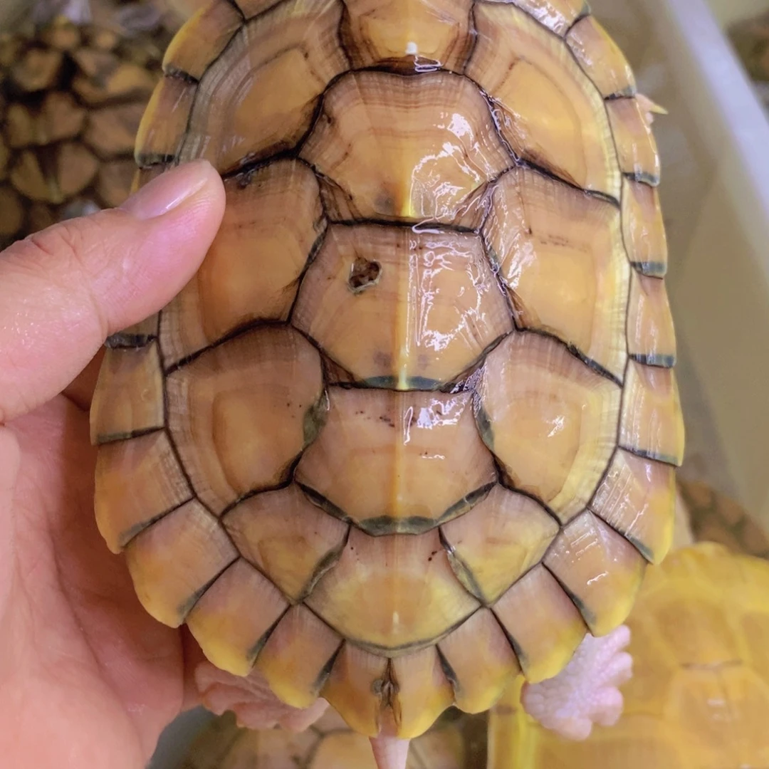 母巴西彩龟果冻一个