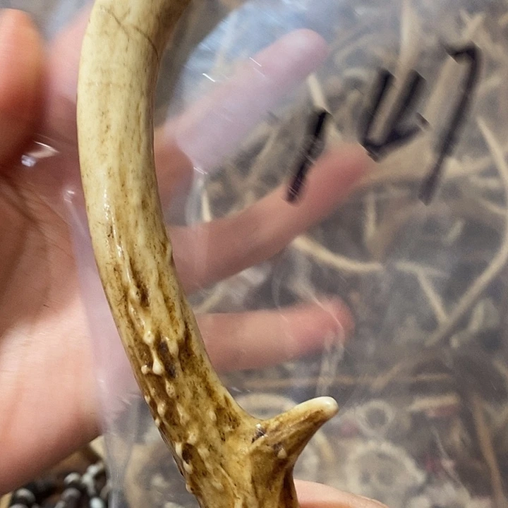 熙***主石英石非金属鹿角鹿角