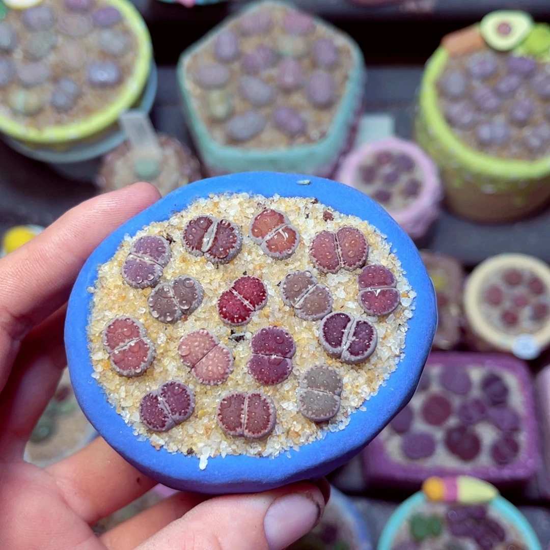 201生石花带盆发1