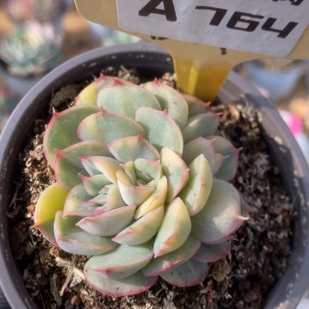 764猎户座锦锦锦锦锦