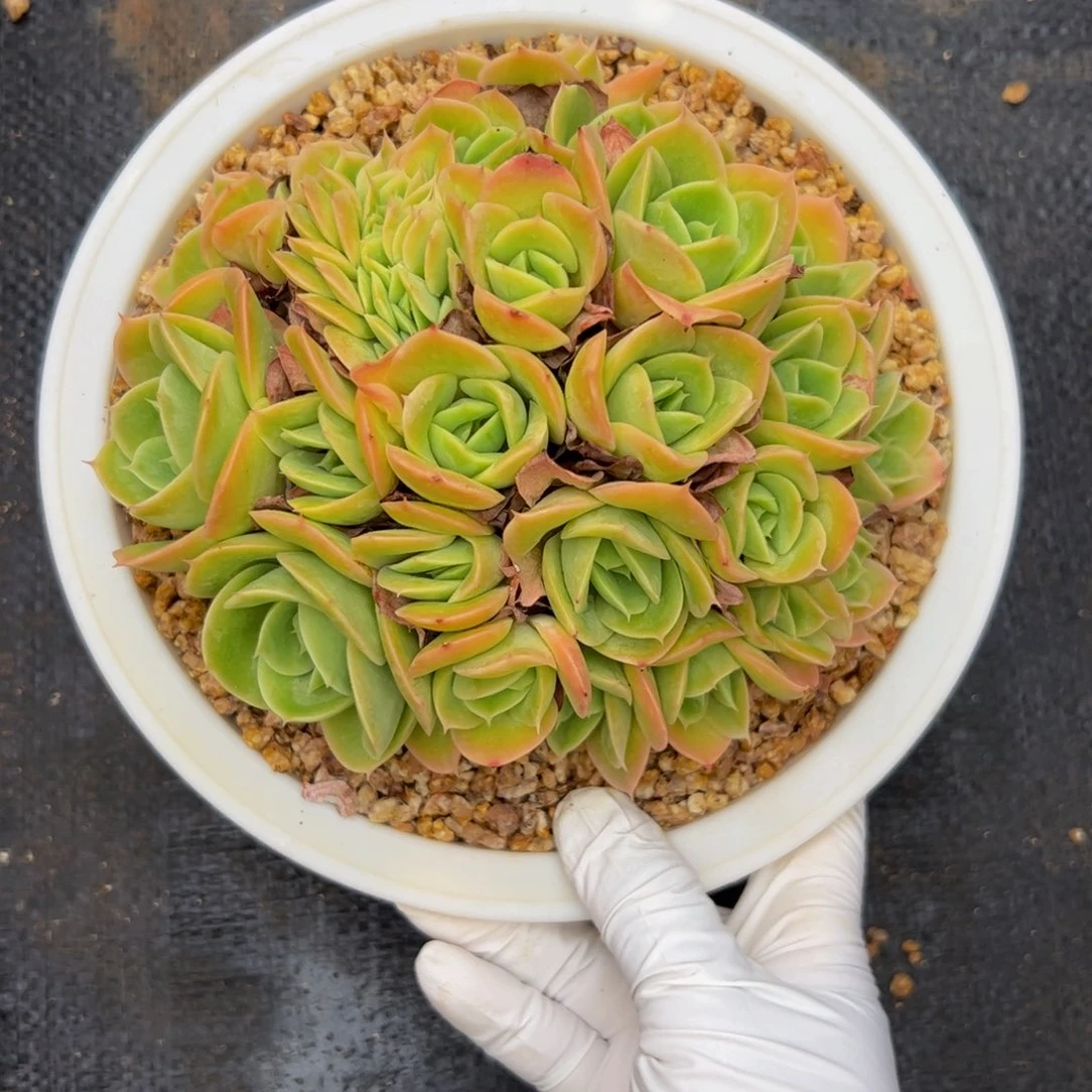 ****l星娜塔朵朵多肉植物