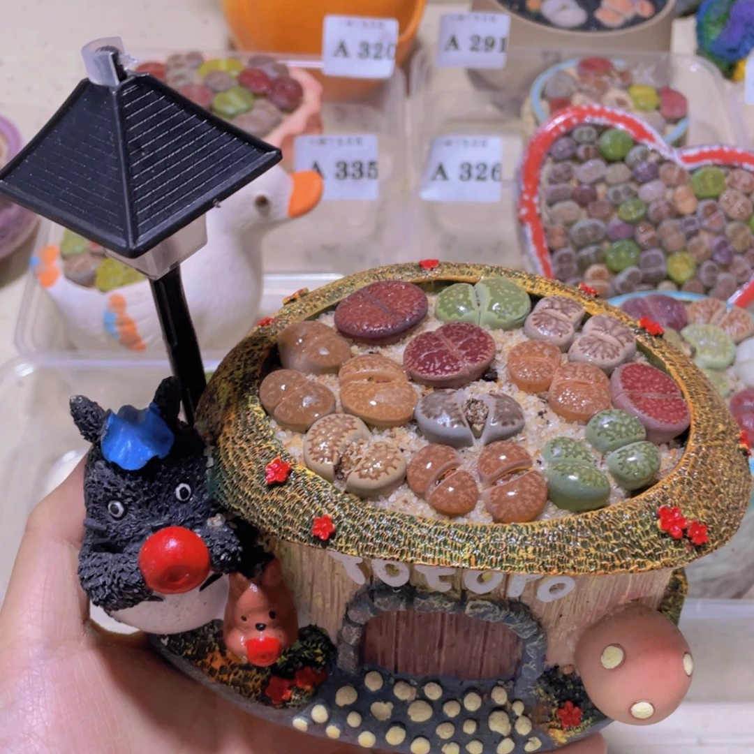 龙猫。。。。。。。。。。。。