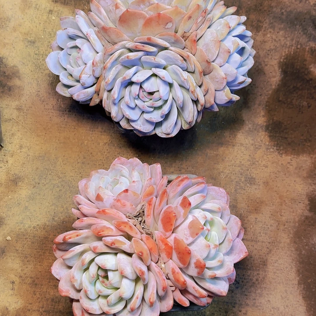 闪购小群成梦露1棵15