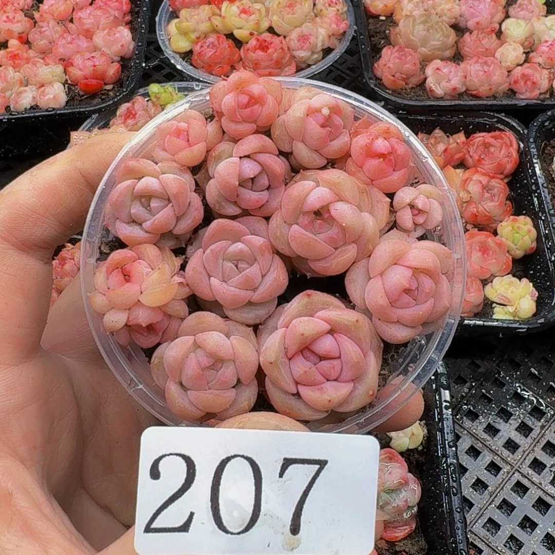 多肉植物多肉植物207