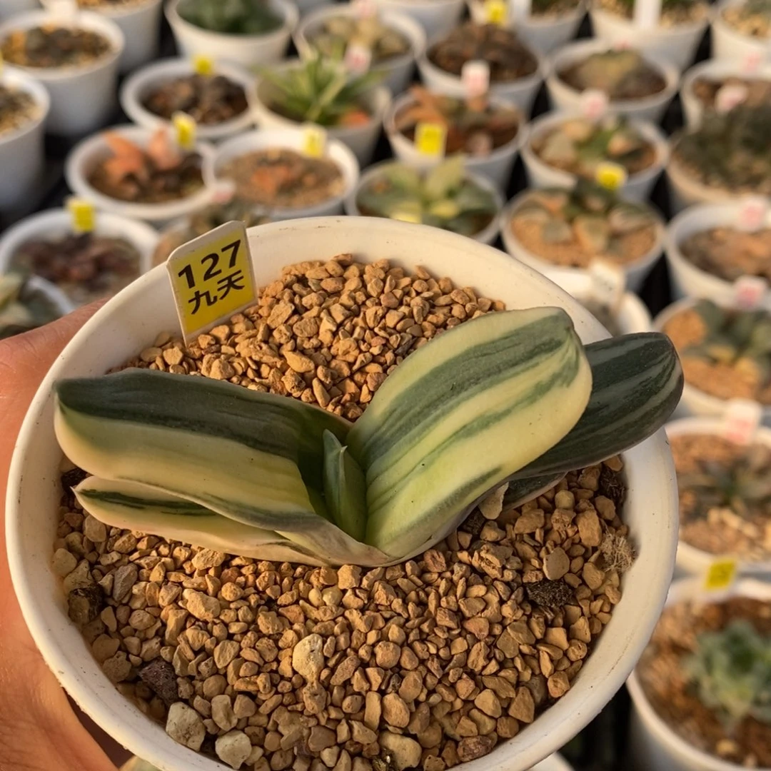 127号卧牛锦多肉锦