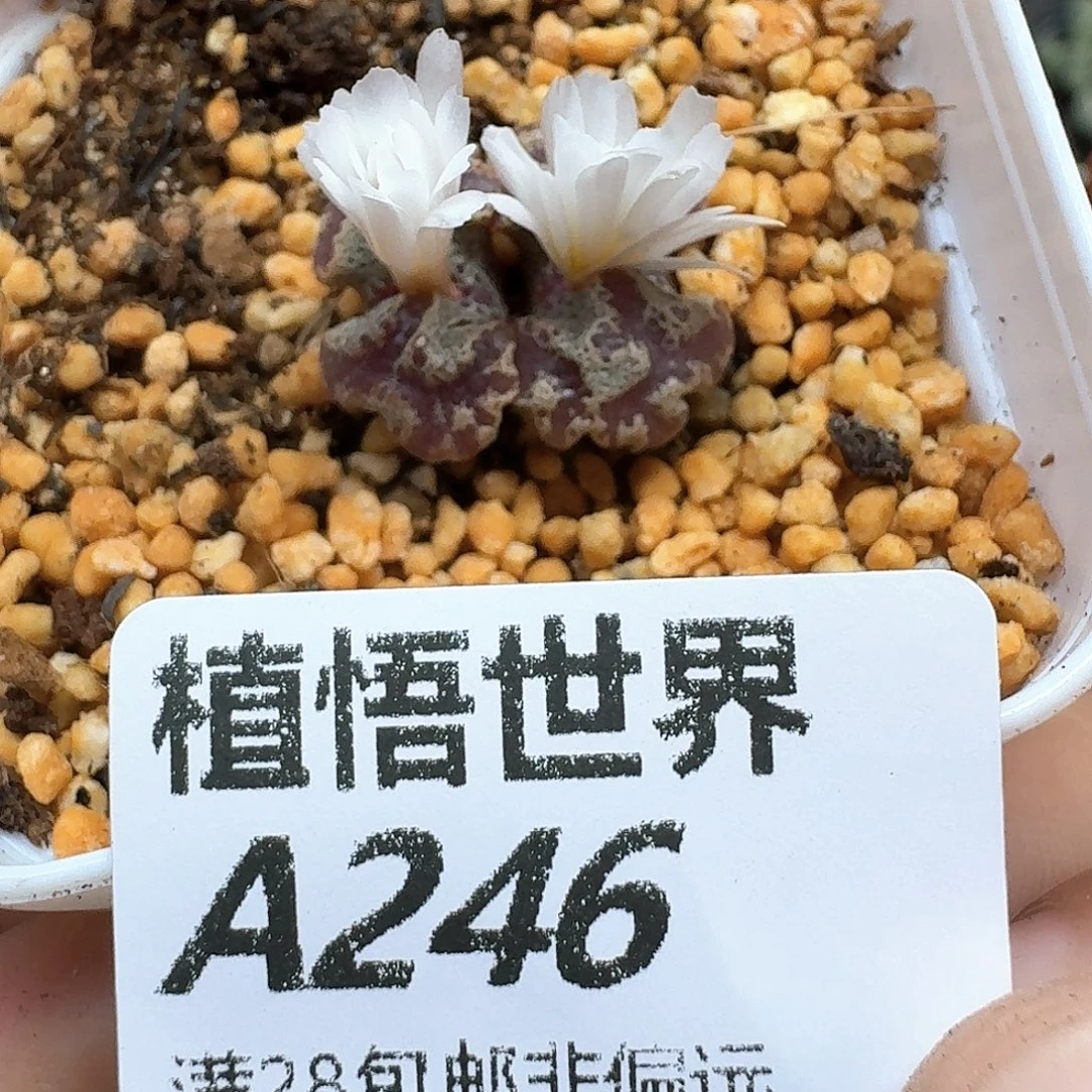 多肉植物的润泽地df