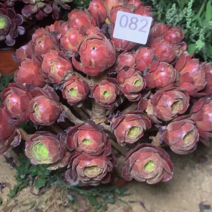 082荷兰玫瑰多肉植物