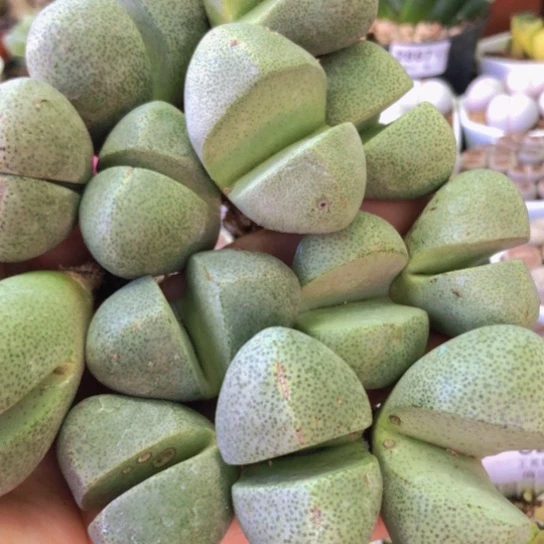 8219，个别微瑕3.4-4.3厘米13颗