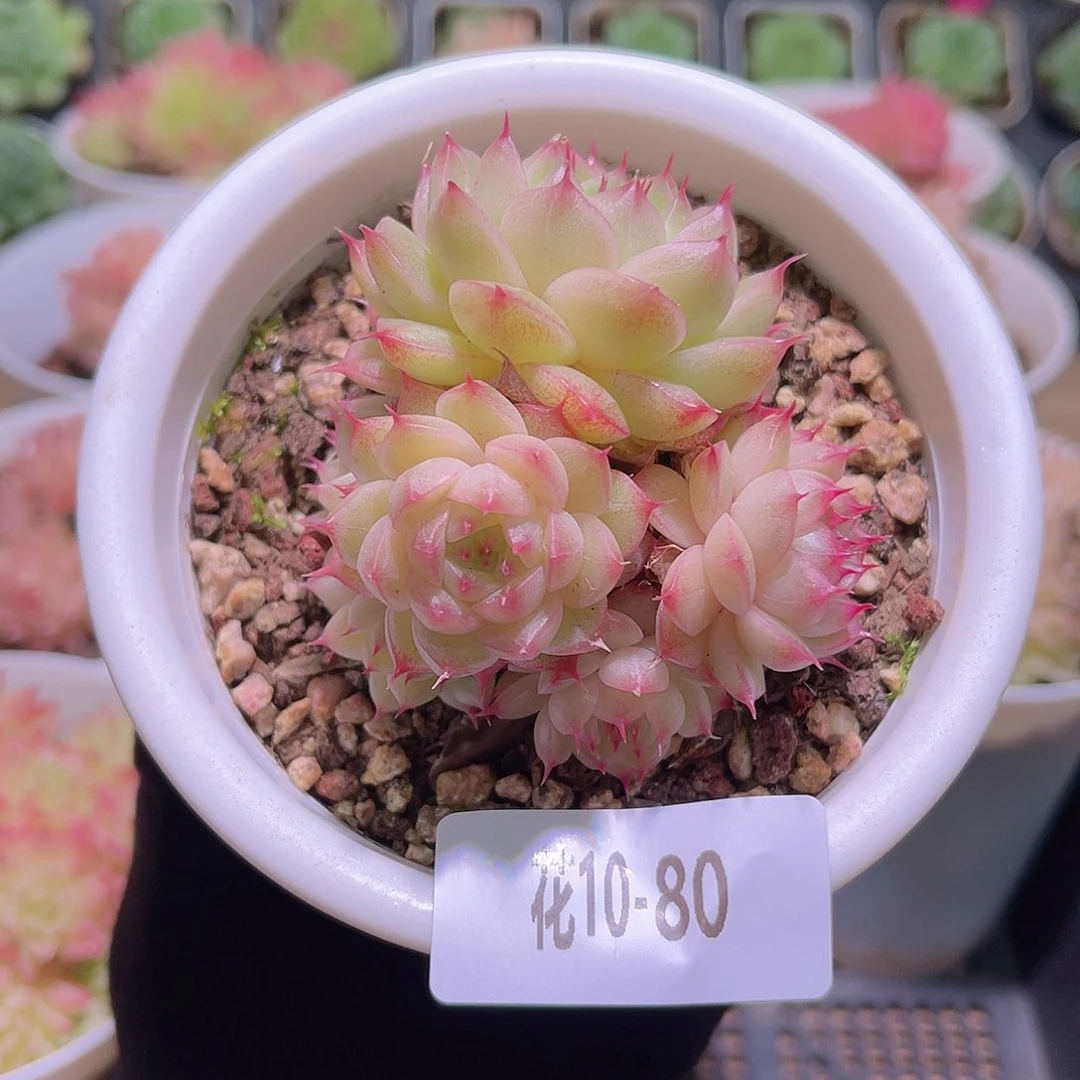 花利美10-80海王群