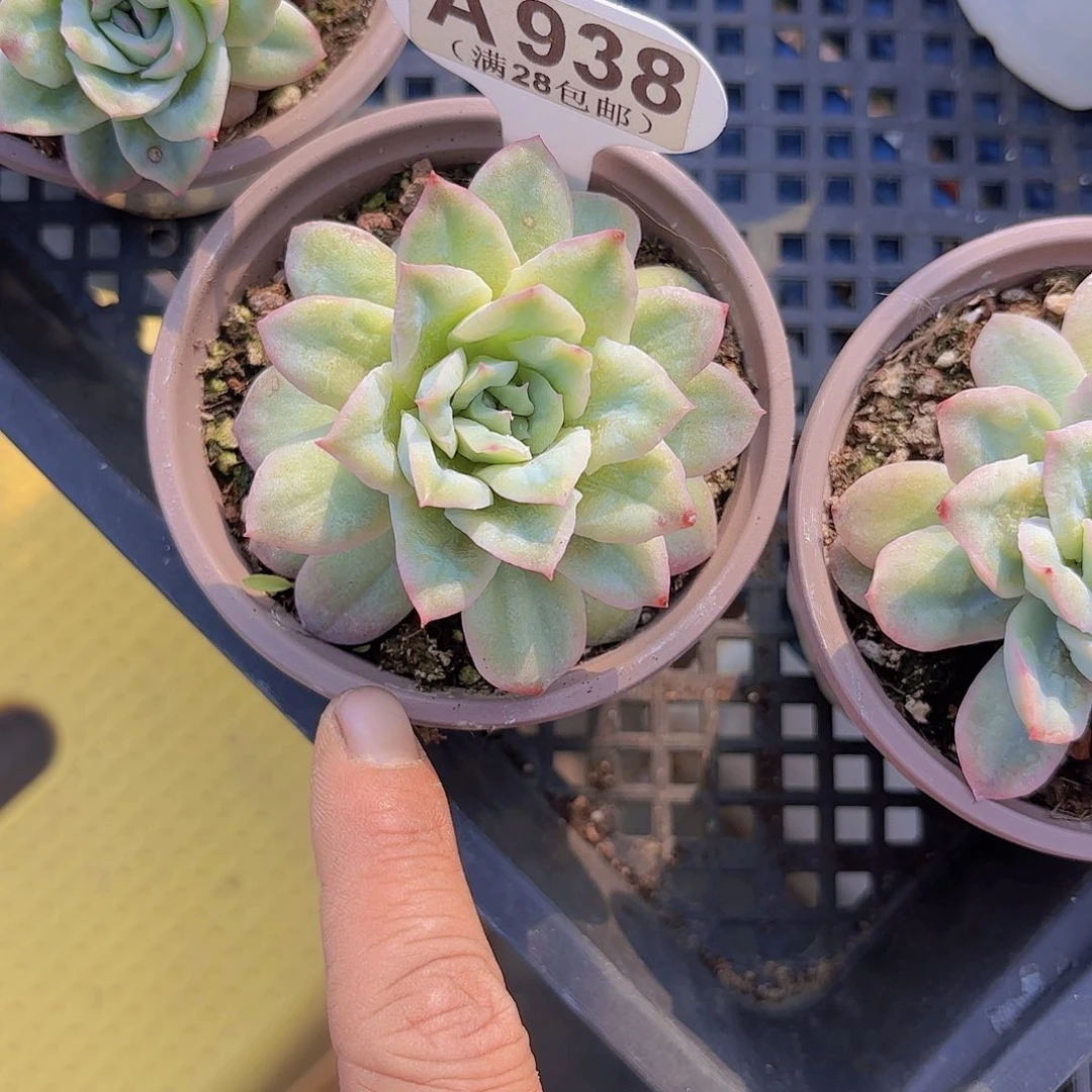 A938泡泡纱裙一物一拍