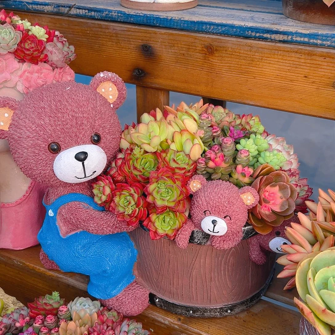 3只小熊咖色多肉