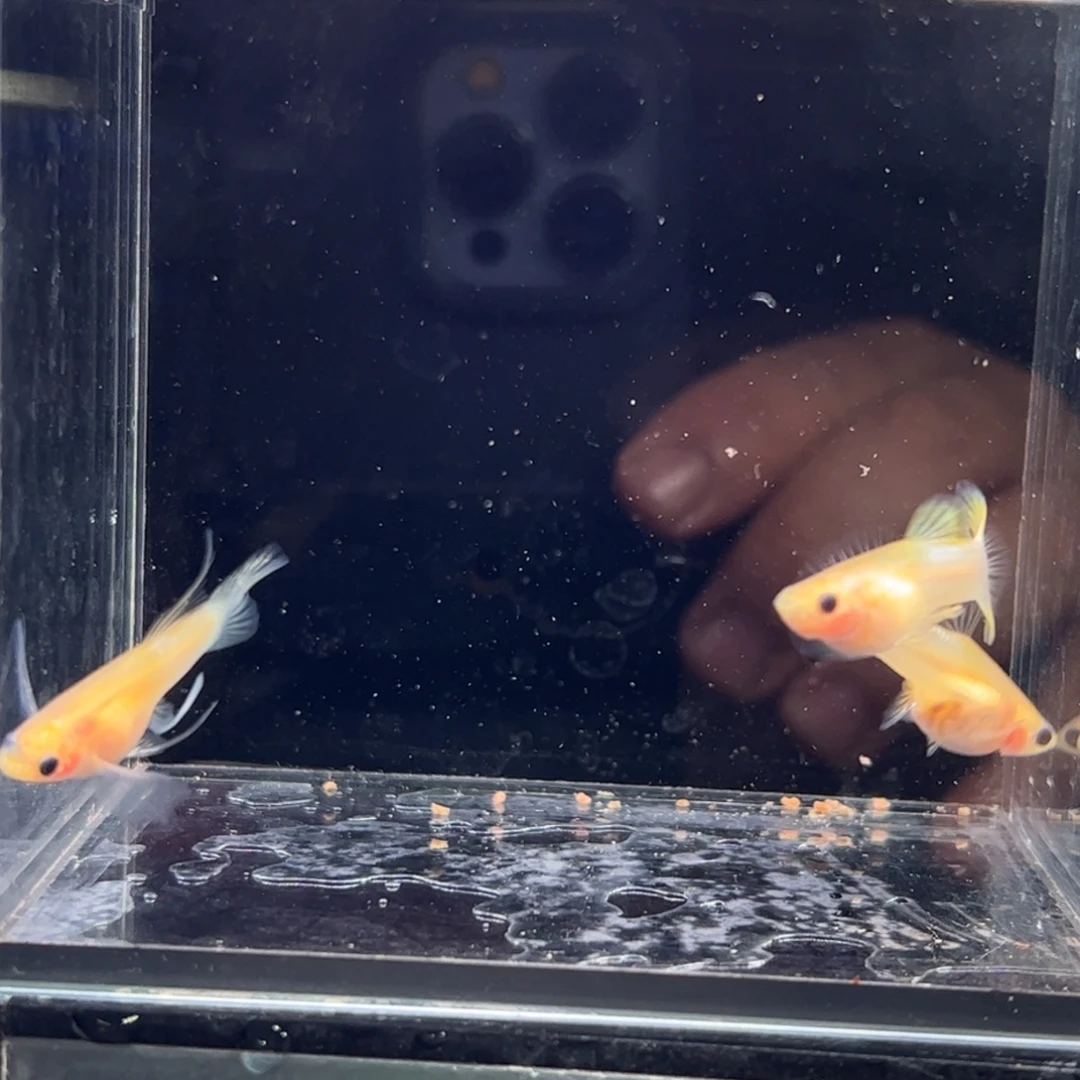 海水鱼粉琉璃111111111